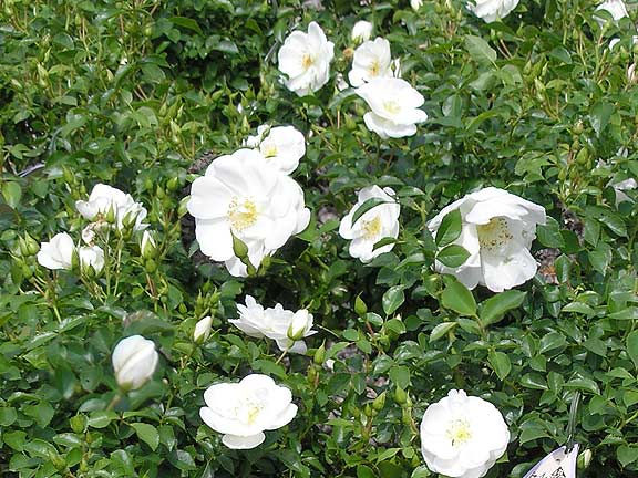 "Flower Carpet White"