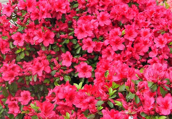 Azalea