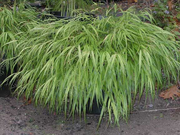 Hakonechloa macra  "Aureola"
