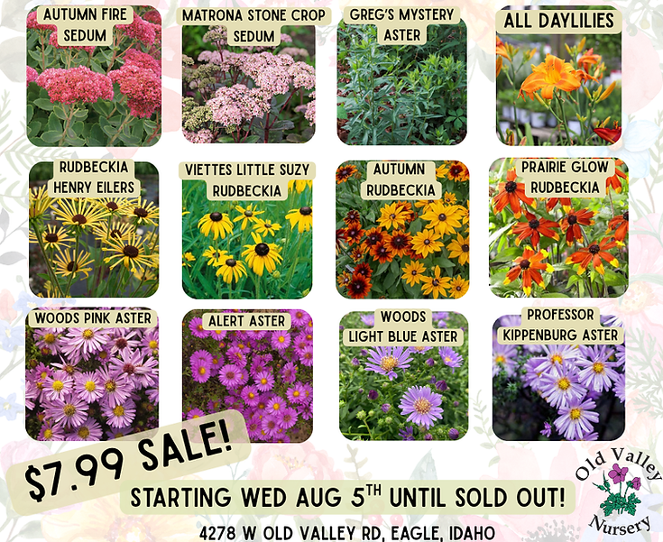August Sale.png