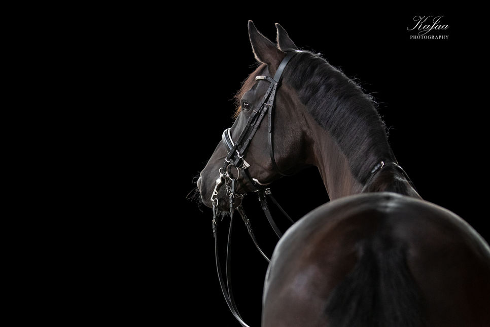 Pferdefotografie vor schwarzem Hintergrund - auf diesem Bild ist die Rückenlinie eines Pferdes vor einem schwarzen Hintergrund zu sehen 