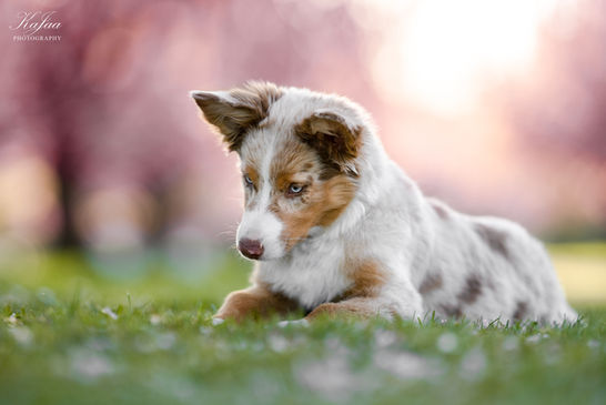 Tierfotografie - Hundeshooting mit einem Australien Shepherd Welpen in einer Hamburger Kirschbaumallee