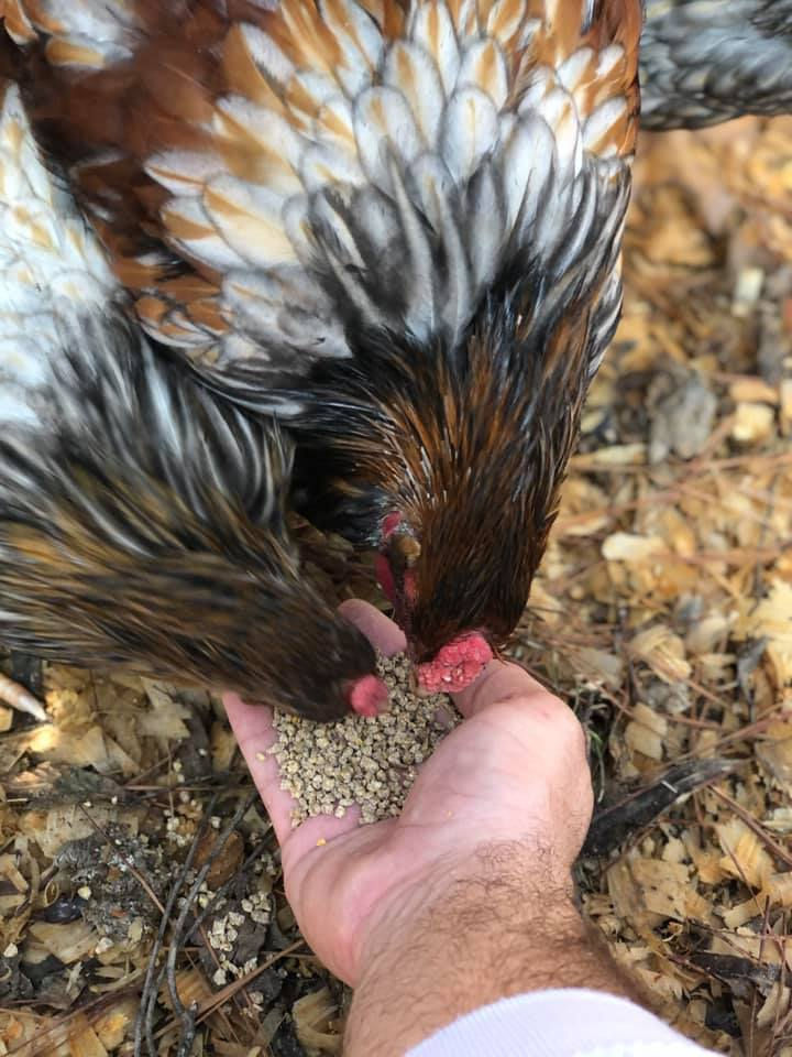 Thumbnail: Blue laced red Wyondottes (chicks from these birds)