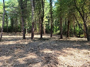 After image of invasive species forestry mowing project