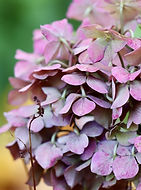 hydrangeas-6813770_1280.jpg