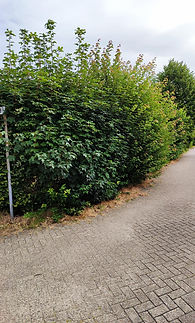 hecke vor schnitt