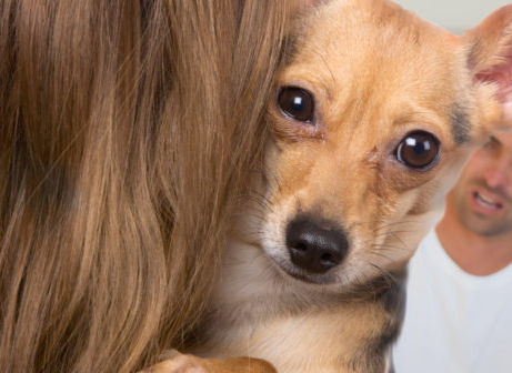 Em caso de separação, quem fica com a guarda do animal de estimação?