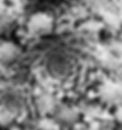 matti flower black & white.jpeg