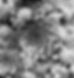matti flower black & white.jpeg