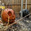 Thumbnail: Jack Junior Light Up Jack O Lantern