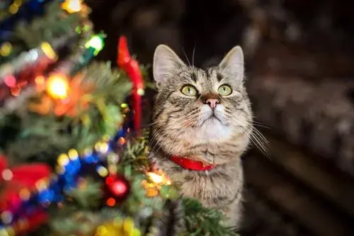 cats and christmas trees