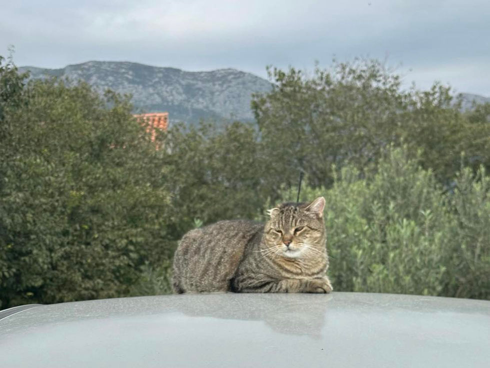 Tigrasto-siva mačka na krovu automobila