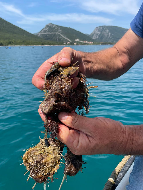 Oysters and wine private culinary tour from Dubrovnik