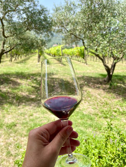 Tasting Merlot in a vineyard in Konavle
