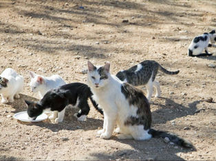 Slobodnoživuća mačka sa svojim mačićima na hranilištu