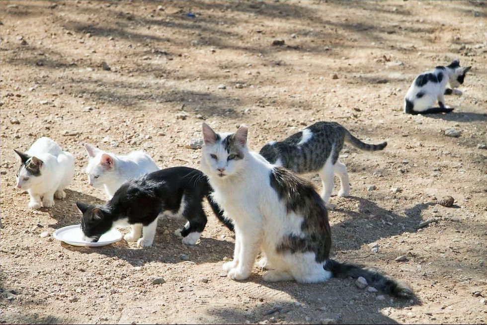 Slobodnoživuća mačka sa svojim mačićima na hranilištu