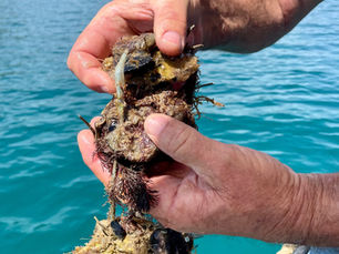Mali Ston oysters held by a local farmer near Dubrovnik