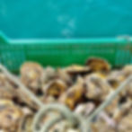 Mali Ston oysters Croatia seafood near Dubrovnik