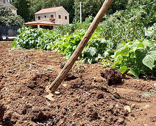 Konavle countryside near Dubrovnik local food production