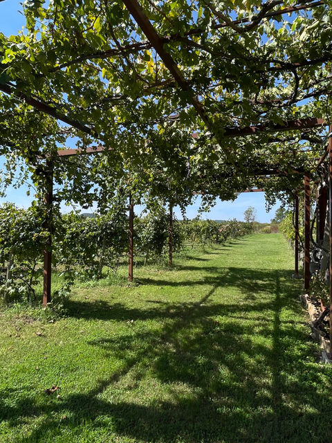A vineyard in Konavle
