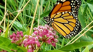 Eliminate Toxic Emotions Daily