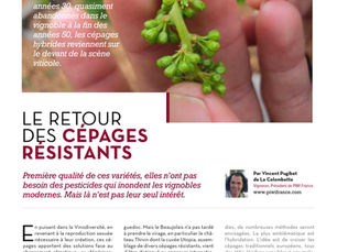 The Mag - Die Rückkehr der resistenten Rebsorten