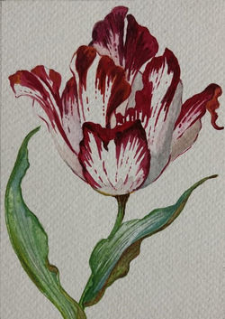 A tulip worth a castle