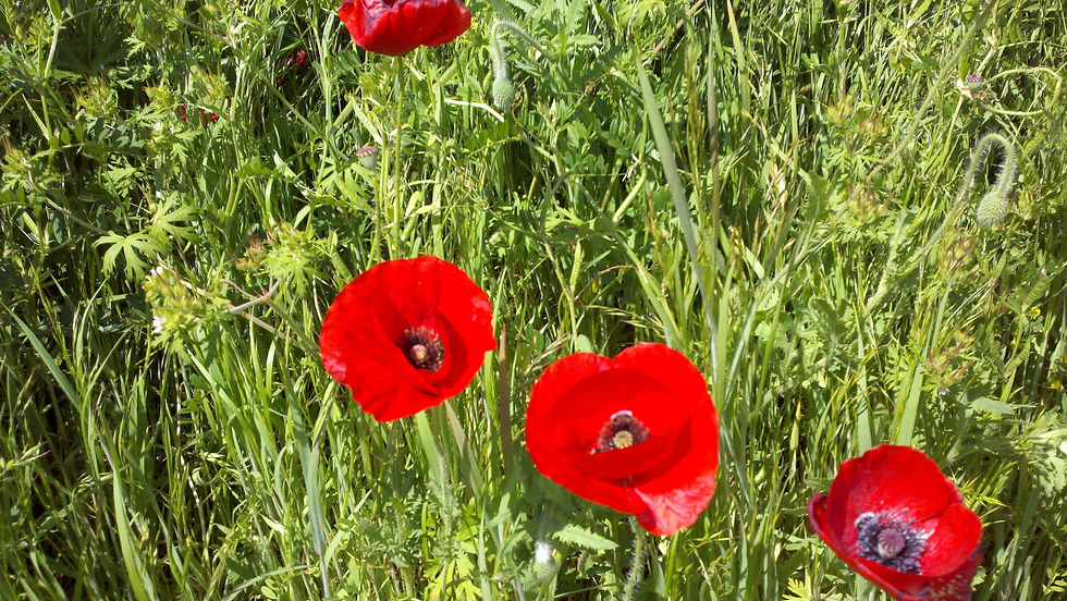 poppies