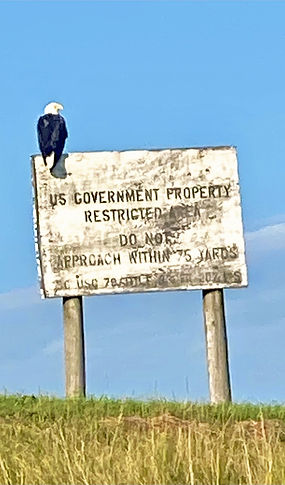 BaldEagleUSGOV_edited.jpg