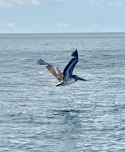 Pelican - Chesapeake Bay