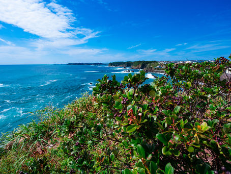 熊野灘を望む