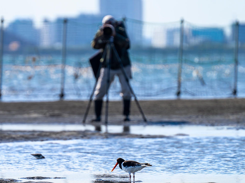 ふなばし三番瀬