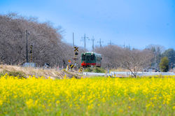 風景-普通列車1small