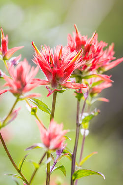 Indian Paintbrush