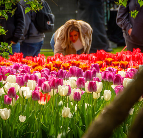This year marks the 74th Edition of the Canadian Tulip Festival, running from May 8 to May 18, 2026. The festival will be officially opened by Her Royal Highness Princess Margriet of the Netherlands. This year proudly celebrates the evolution of Canada's Armed Forces, from their pivotal role in the liberation of the Netherlands during the Second World War to their contributions in modern conflicts around the world, will be proudly celebrated.