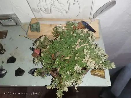🌹 La Rose de Jéricho : La plante de Marie