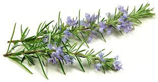 Le Romarin Officinal (Rosmarinus officinalis)