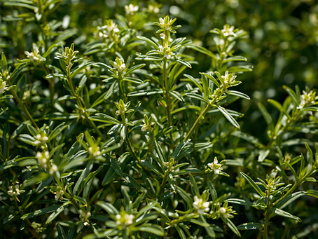 La Sarriette : Herbe Aromatique Millénaire connue depuis l’Antiquité