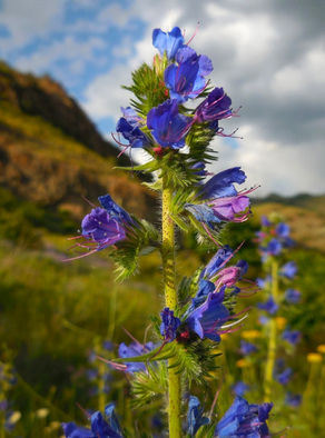 ⚠️La Vipérine commune : Une plante sauvage aux fleurs bleues fascinantes