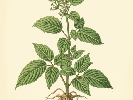 La Mélisse Officinale (Melissa officinalis)