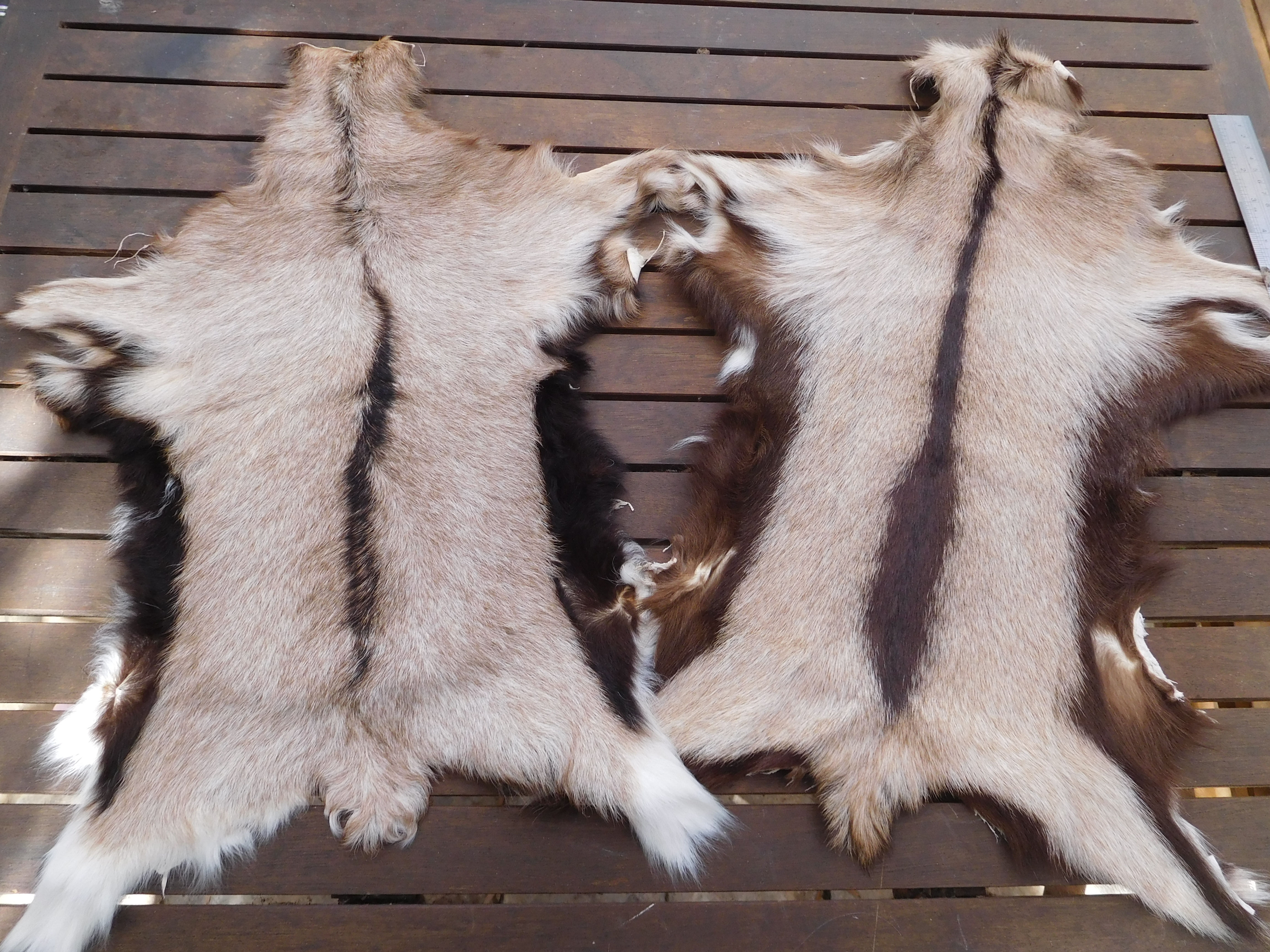 Goat Skin, soft & supple, Display or Cosplay