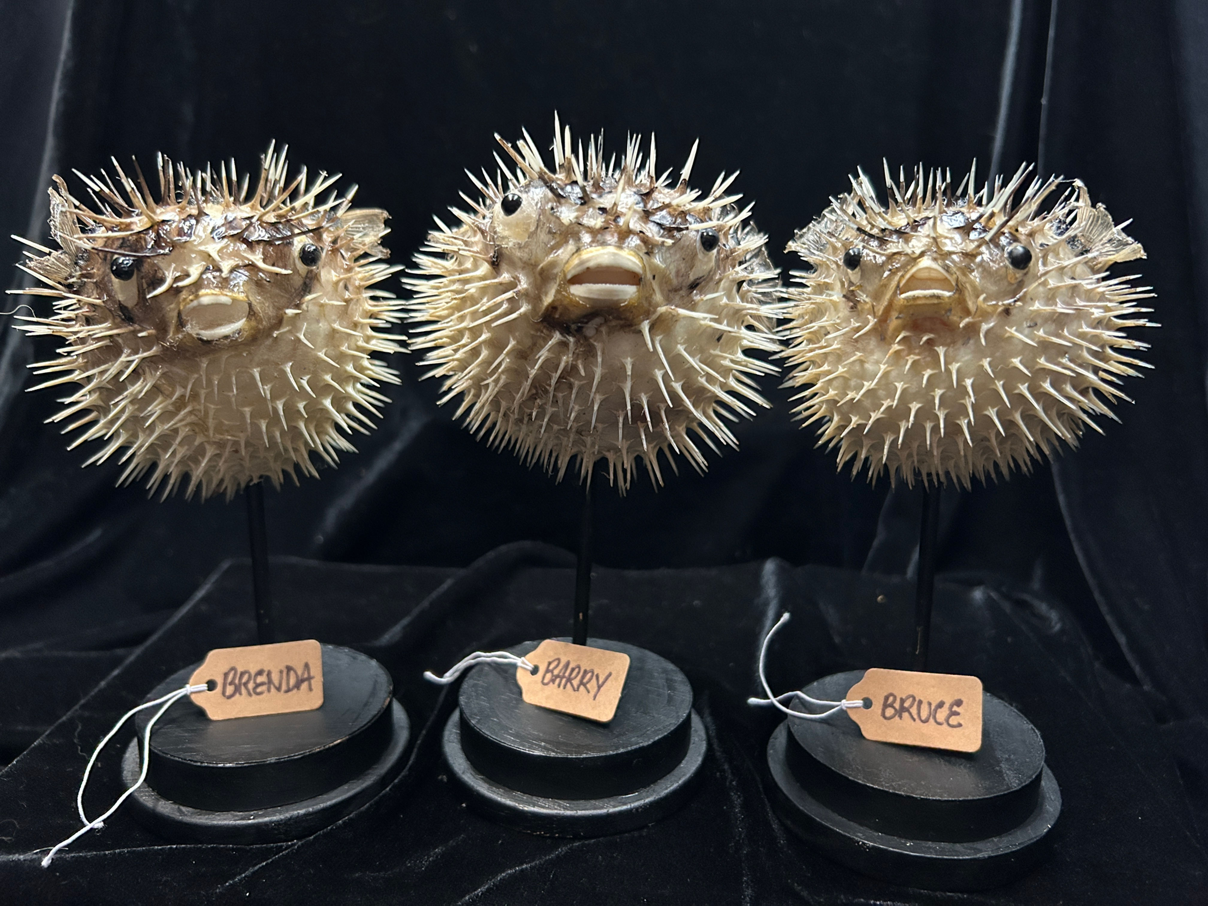 Porcupine Fish on Pedestal