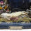 Thumbnail: Ghecko Display (Hemidactyylus frenatus)