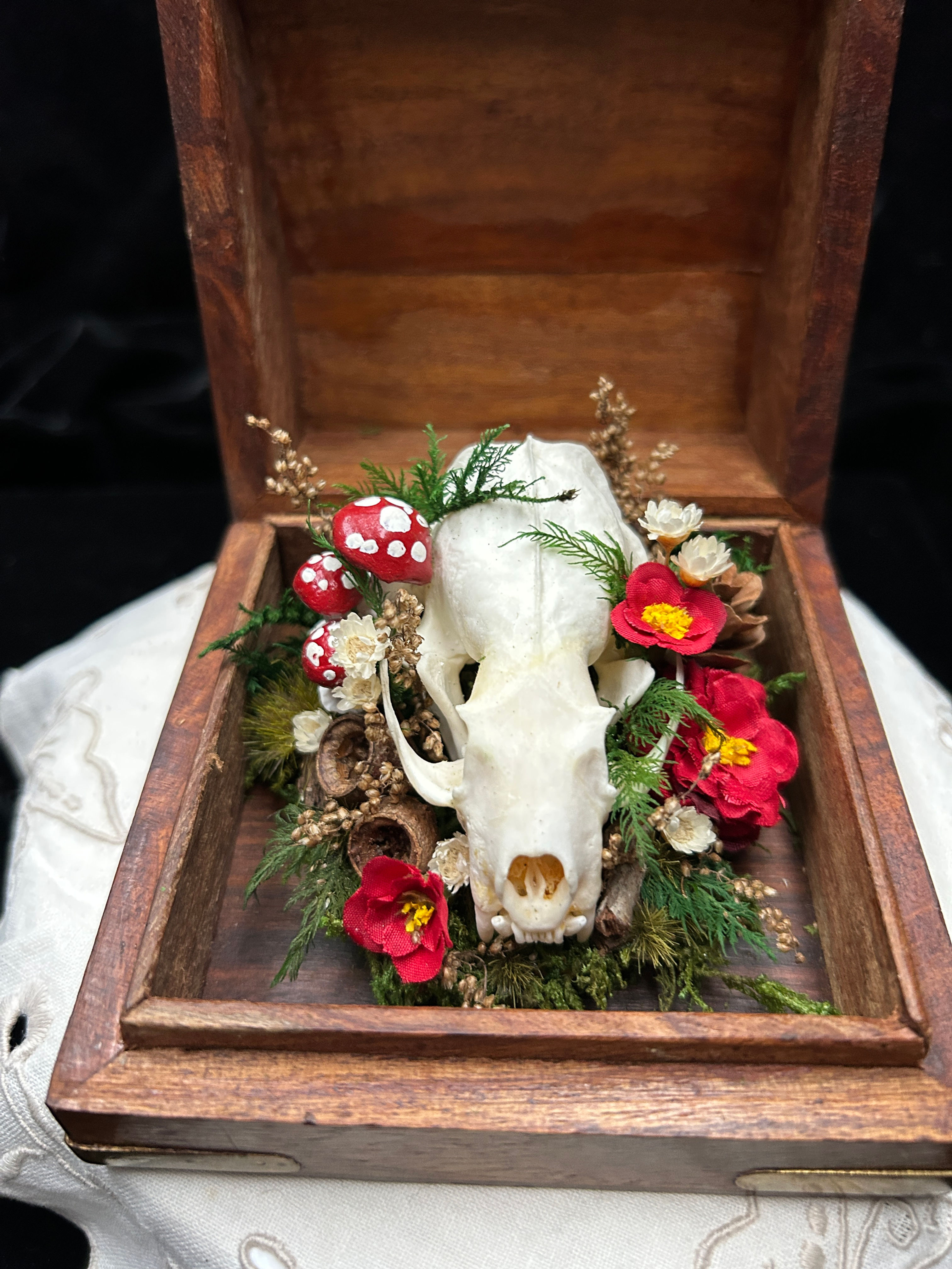 Mink Skull & Mushrooms in Vintage Wooden Box