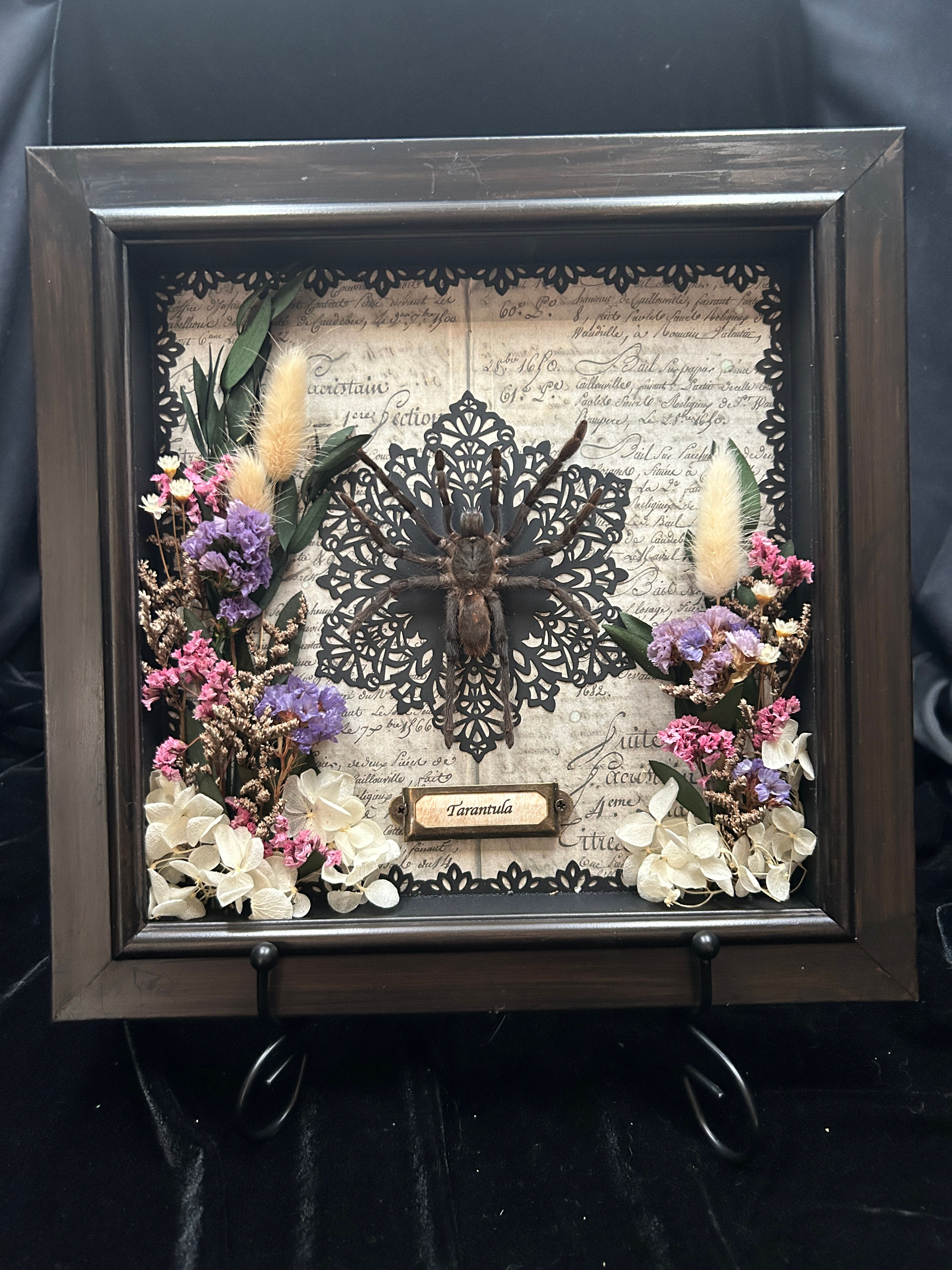 Tarantula Shadowbox