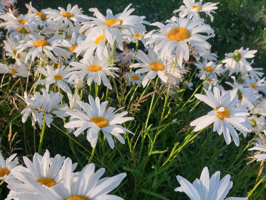 A patch of Oxeye daisies.