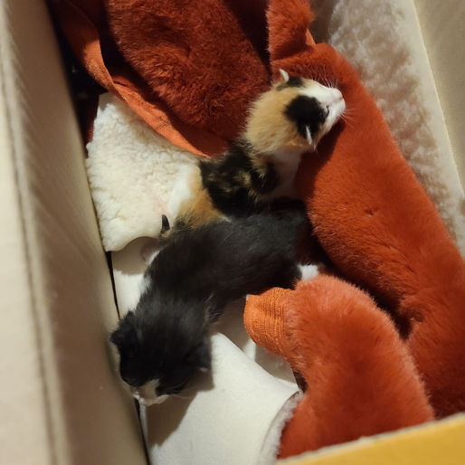 2 Stray Kittens are being saved !