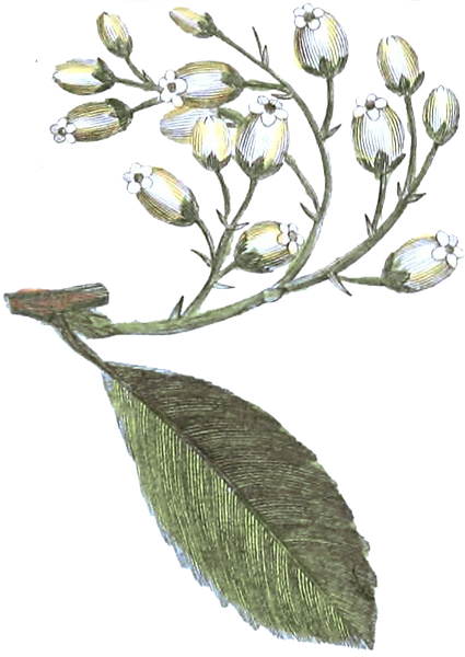 flowers2_edited_edited_edited_edited.png