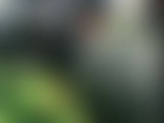 Lions, Tigers and Bears! Oh my!