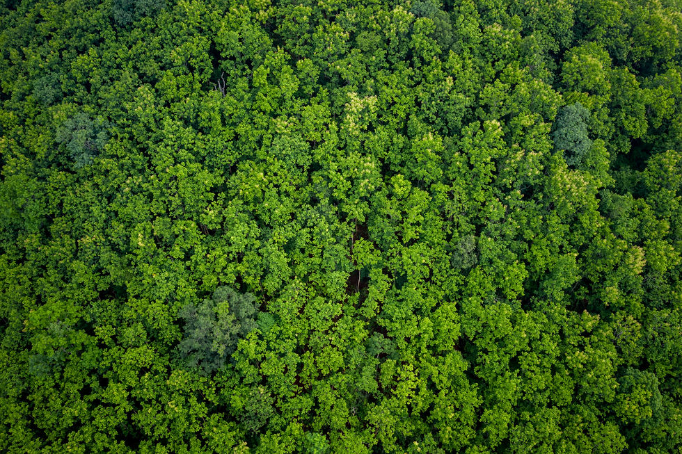 Progetar Engenharia Ambiental - Plano de Recuperação de Áreas Degradadas